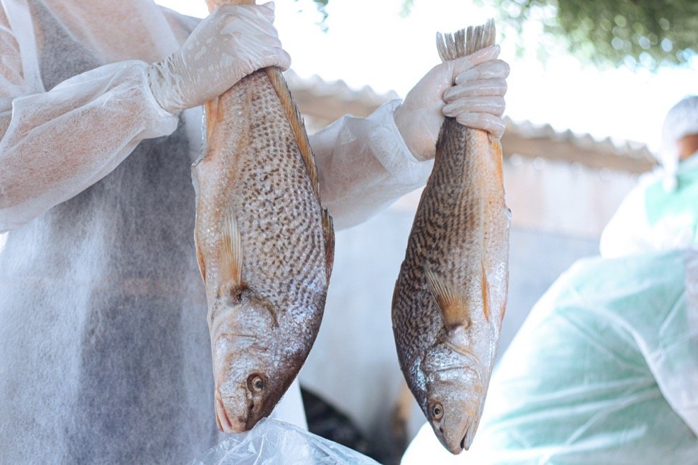 Distribuição de 5 toneladas de peixe para famílias carentes