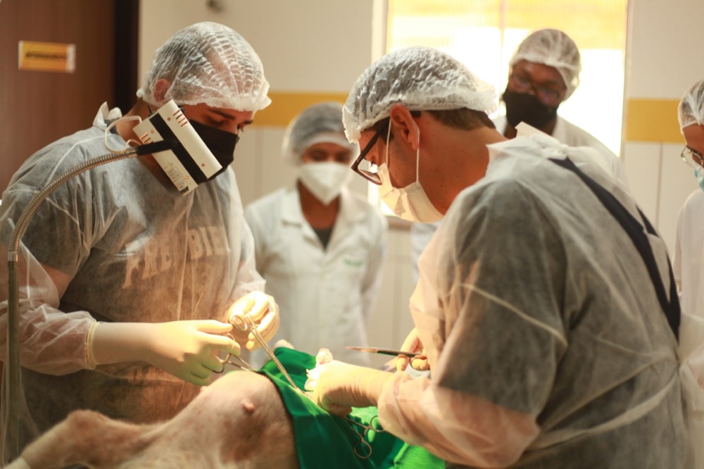 Mais de 100 cirurgias por ano no Centro de Acolhimento Animal