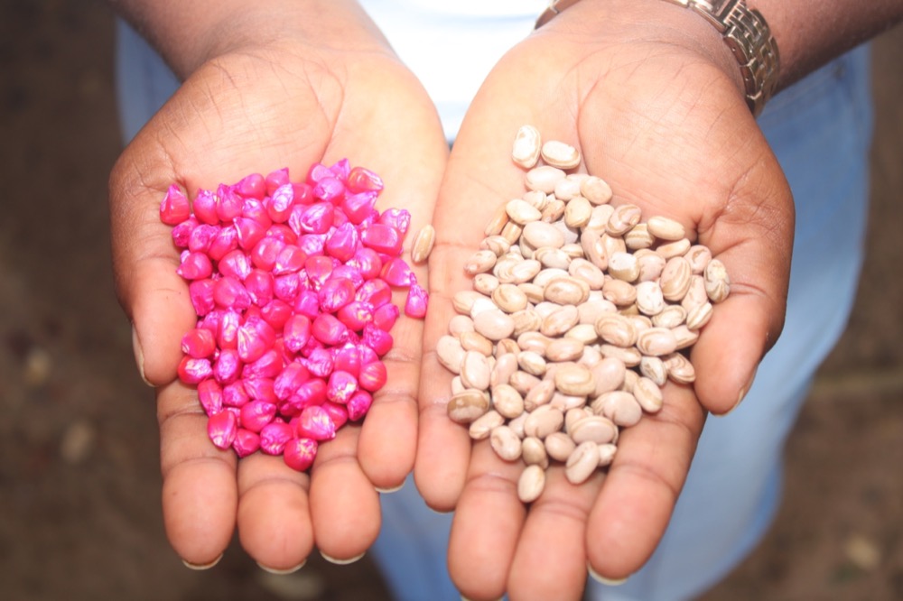 5 Toneladas de sementes distribuídas para os agricultores familiares