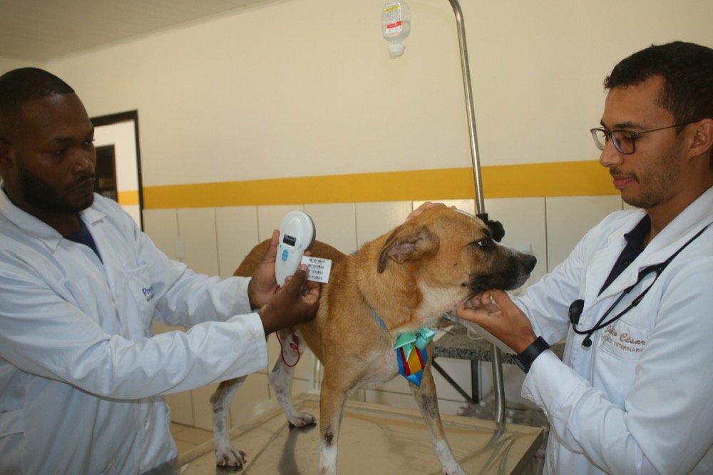 Mais de 300 cães castrados  e microchipados 